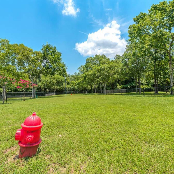 Dog Park